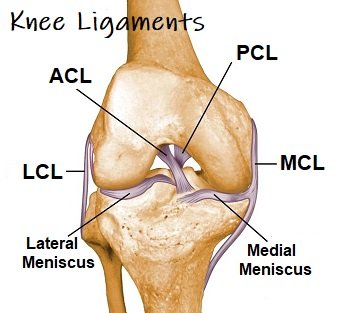 Knee Ligaments : Anatomy, Function & Injuries - Knee Pain Explained
